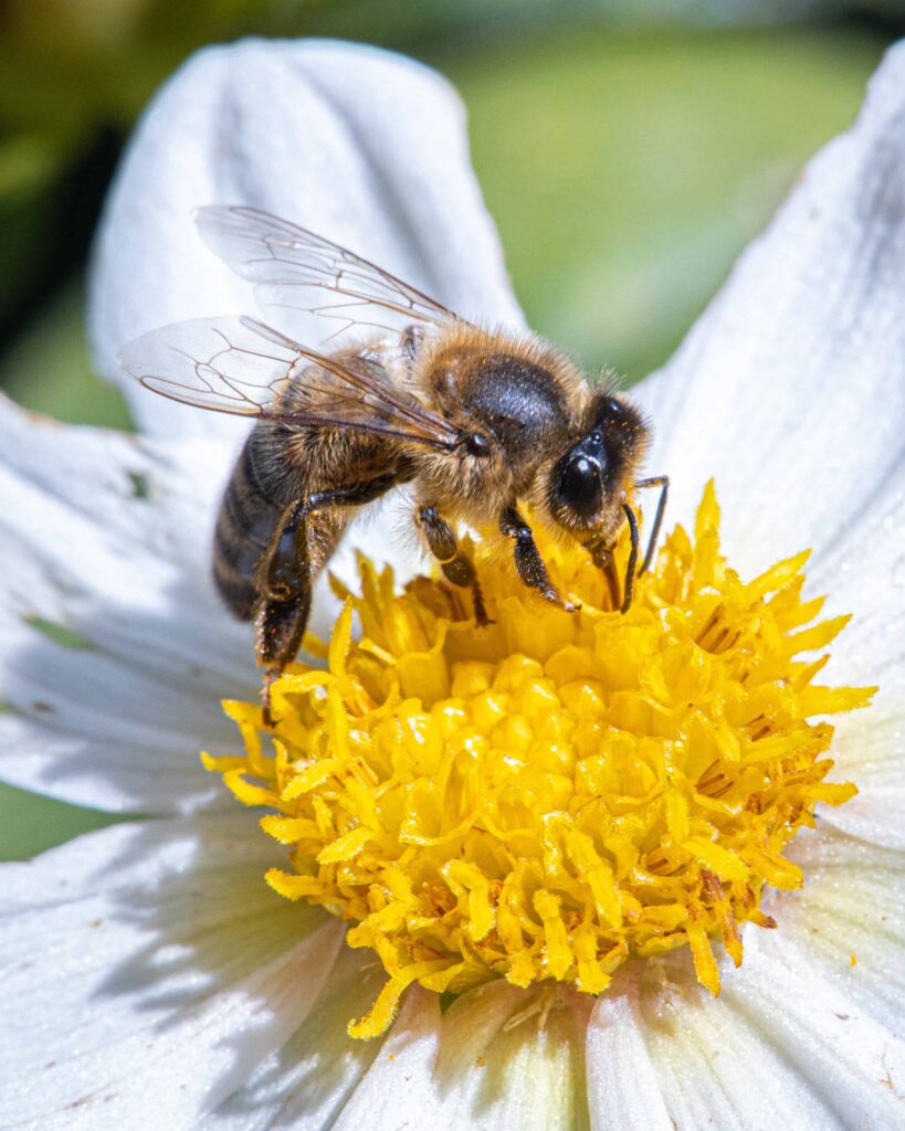 Bienen Honigmacher
