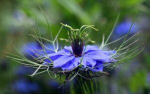 Schwarzkümmel Blume