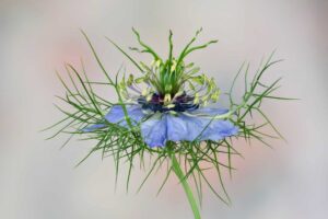 Schwarzkümmel Blume